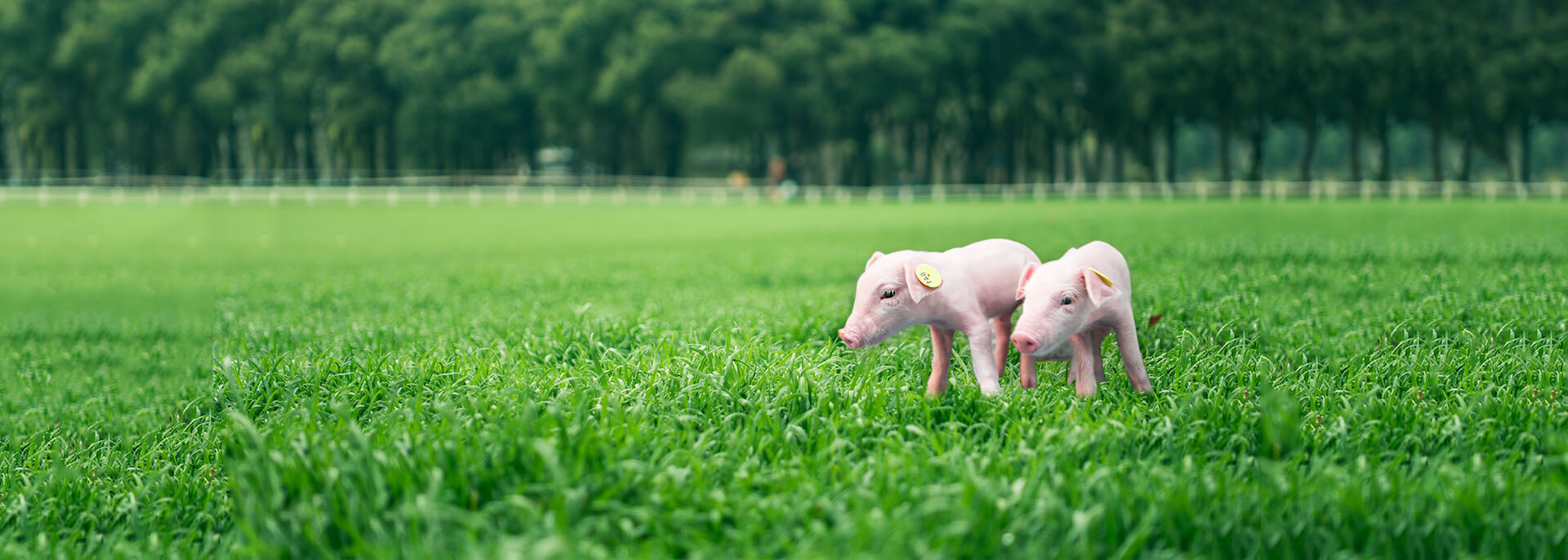 2025年2025澳门原料网站