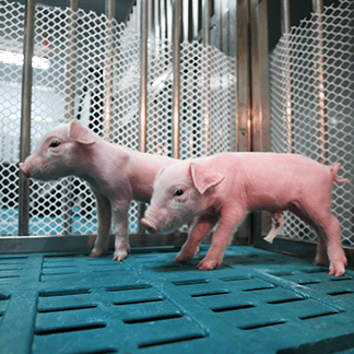 2025年2025澳门原料网站